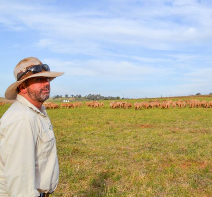 Anthony Shepherd at Cootamundra looking over his Merino ewes, which are in the weight range he considers optimum.