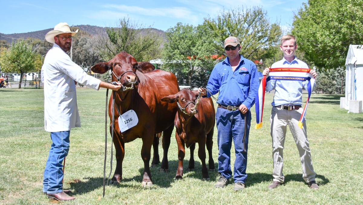 Martin Hutt holds supreme Santa Gertrudis exhibit, Lachlan River Nunya, while Mick Neville holds her heifer calf with Royal Canberra Show ribbon presenter Mason Young. 