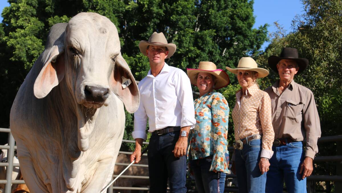 NCC Justified with vendor Brett Nobbs and buyers Brooke, Rodger and Lorena Jefferis of Elrose Brahmans, Cloncurry, during last year's sale. Picture: Julie Sheehan