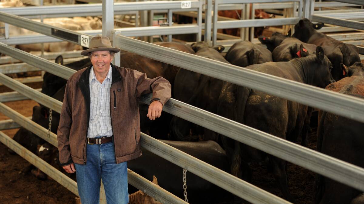 Brian Filby, Grovelands, Currabubula with his cows and calves which reached $3125/unit. 