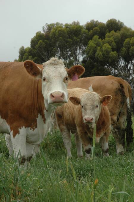 IGS is the world's largest beef genetic evaluation system and has gained the attention of Australian breed societies. File photo. 