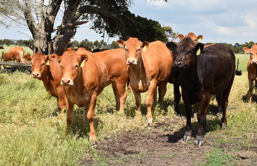 File photo of Limousin females. 