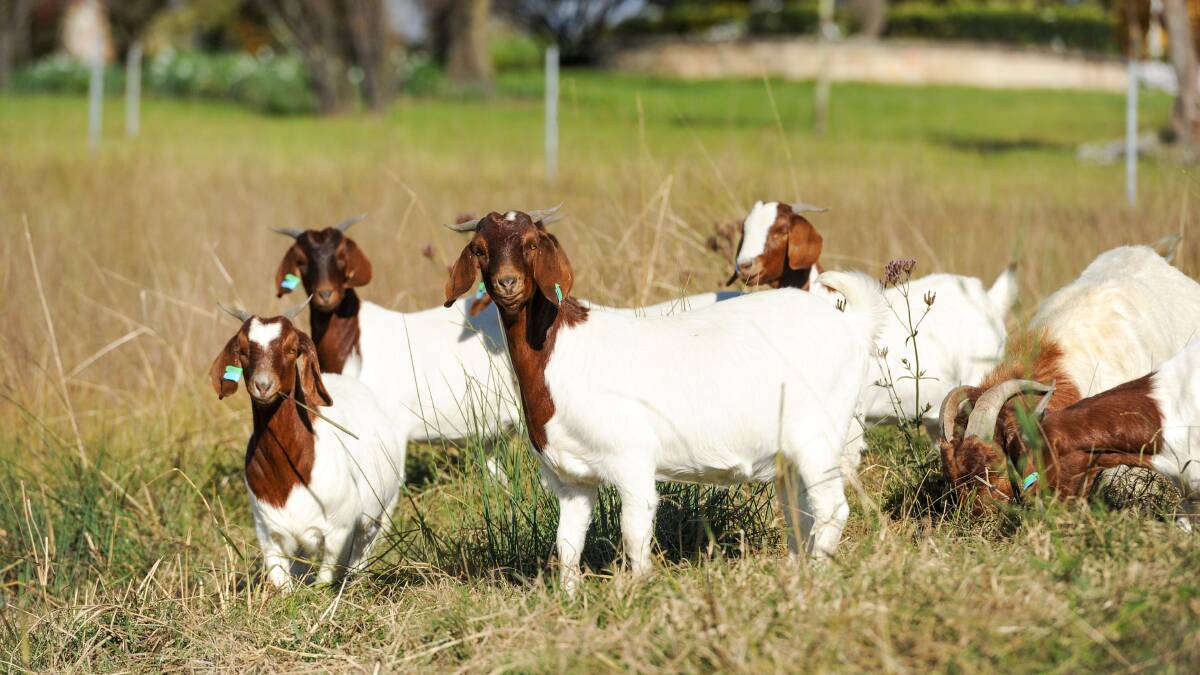 Goat AI techs in hot demand as industry grows