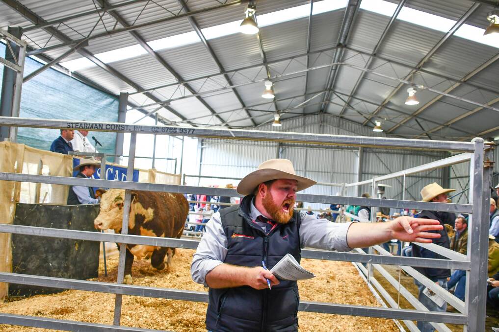 Davidson Cameron and Co agent Chris Gooch in action during the Cascade Angus and Poll Hereford sale at Currabubula on Wednesday. 