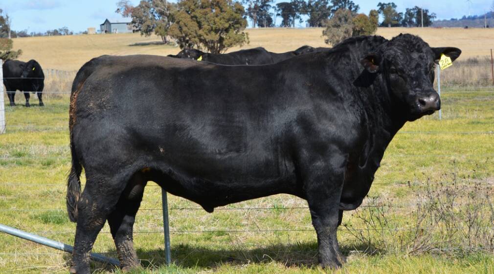 The $11,000 top price bull was secured by CQ Pastoral, Baryugil. Photo: Sara Park Angus 