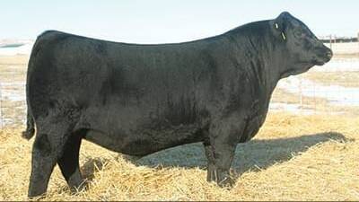 A semen share in SAV America 8018 was sold for a world record price on the weekend. Picture: Schaff Angus