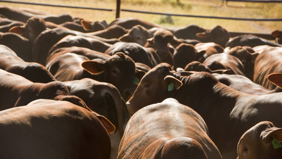 Bulls have never been in higher demand and paddock bulls are no longer going for a cheap rate. 