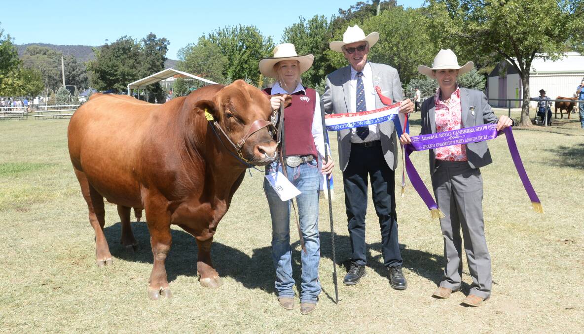 The grand champion bull Gapco Red Kodiak K180 from Lions Youth Haven Inc in Canberra. 