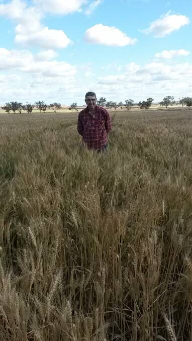 Field of purple deliver at Warialda