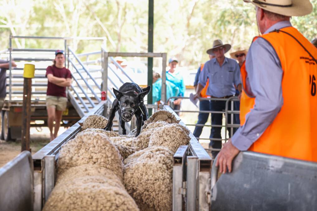 Lot 26, Stanford Ninja, sold by Neville Williams for $18,750. Photos: Bels Rural Photography, Jerilderie NSW.