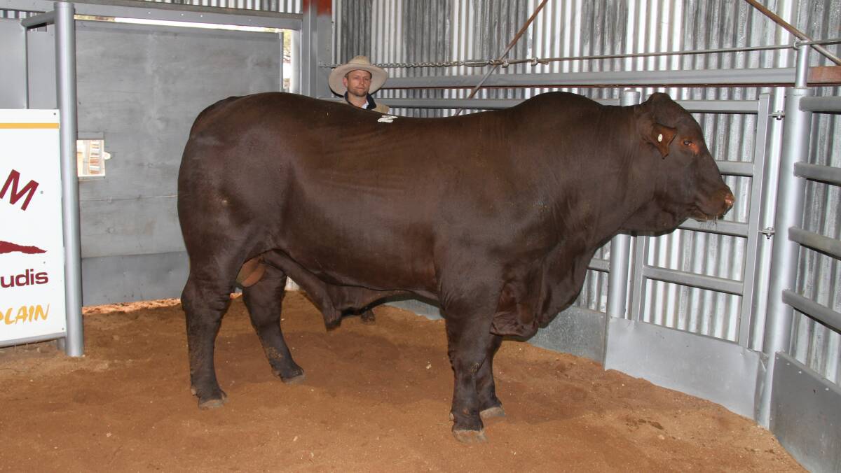 The $70,000 top price bull with Dean Hague of Rockingham Santas. Photo: Supplied