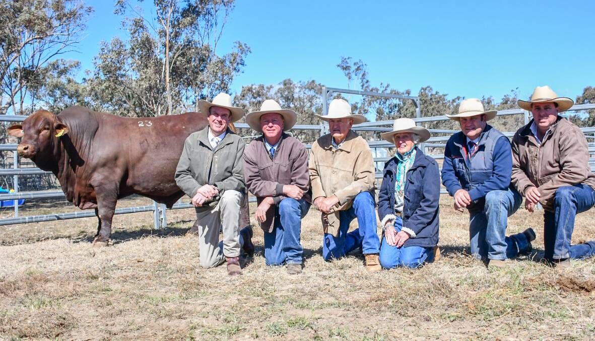 The $23,000 top price bull with auctioneer Paul Dooley, Watasanta principal Neil Watson, Queensland buyers Ashley and Doris McKay, selling agent Luke Scicluna of Davidson Cameron and Co, and buyer's agent Steven Goodhew, PJH Livestock, Roma, Qld. 