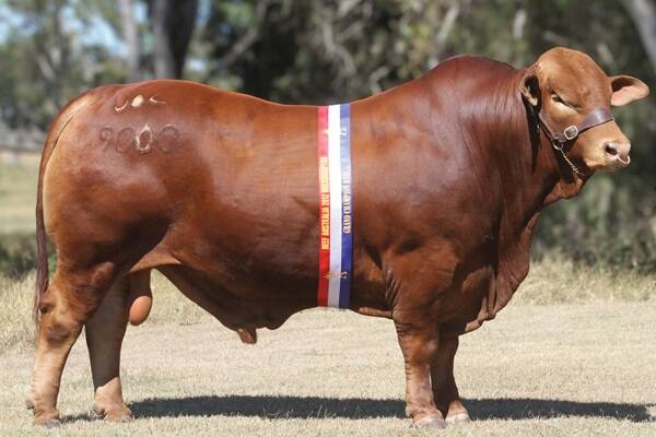 Glenlands Prince following his Beef 2012 interbreed champion win. Picture: Kent Ward