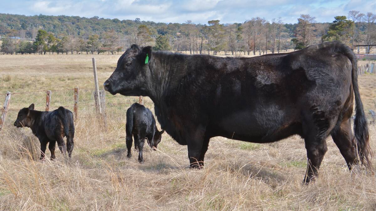The Armidale 'super cow' from Arthur and Joan Gates. Photo: Joan Gates