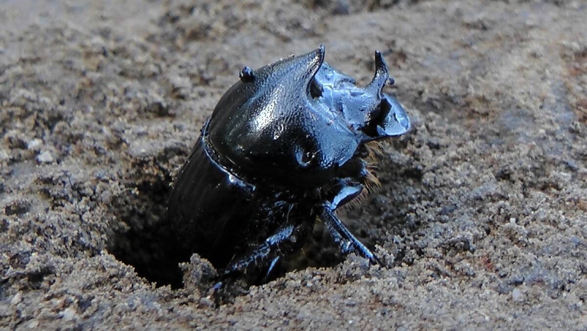 A male bison dung beetle. 