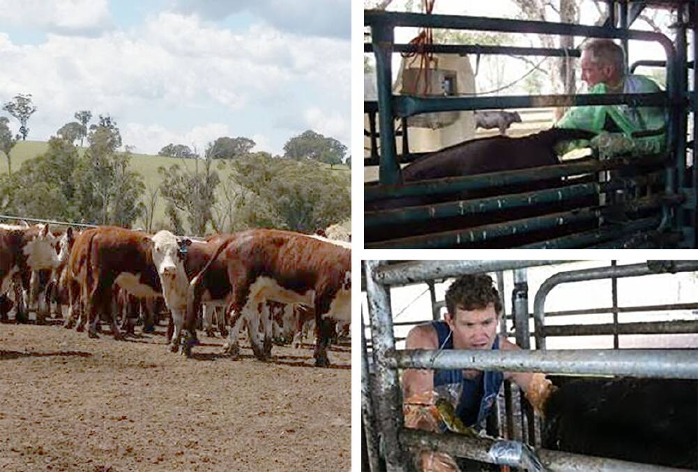 Hereford heifers that were scanned as part of a study into age at puberty (left). Also pictured is Dr John Wilkins and Dr Craig Wood ultrasound scanning to detect first oestrus. Photos: Supplied