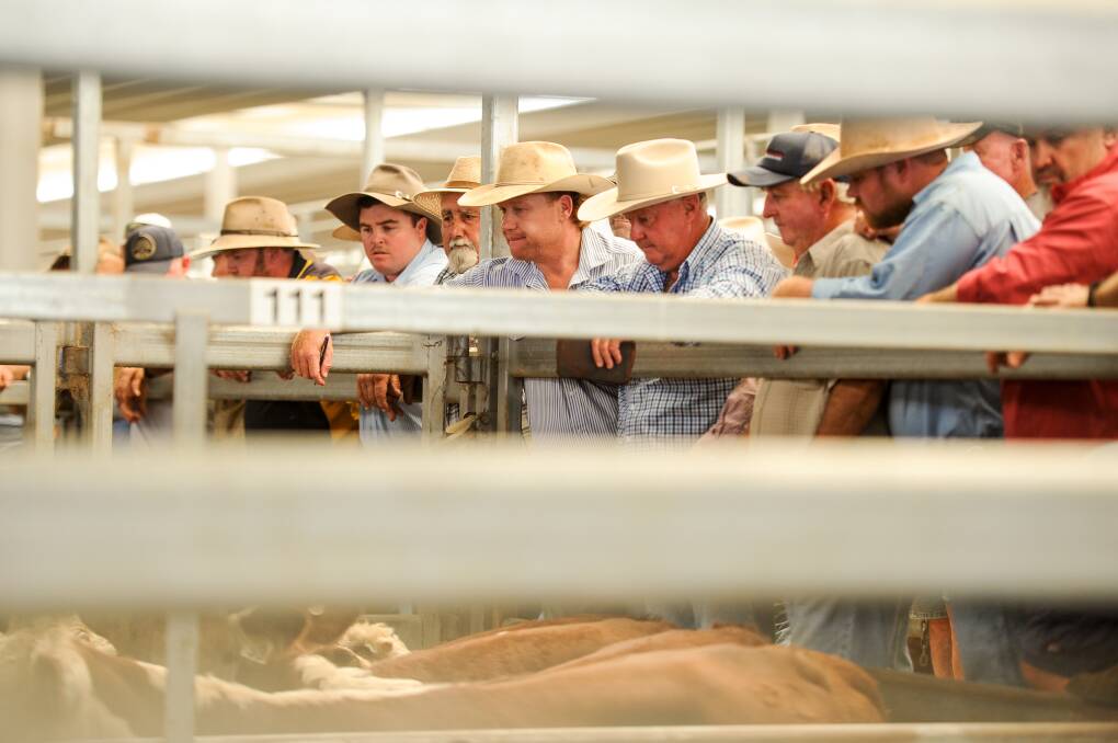 EYES ON THE PRIZE: All eyes were on the more than 3000 head of cattle at the Tamworth store sale on Friday. Photos: Lucy Kinbacher