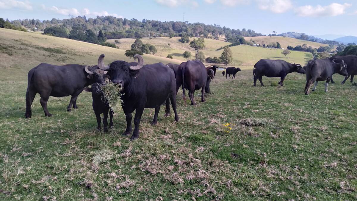 Ever wanted to own a buffalo dairy?