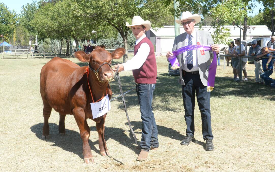 The supreme Red Angus exhibit was Yallambee Mulberry Girl P13 from Yallambee Red Angus and St Gregory's College. 