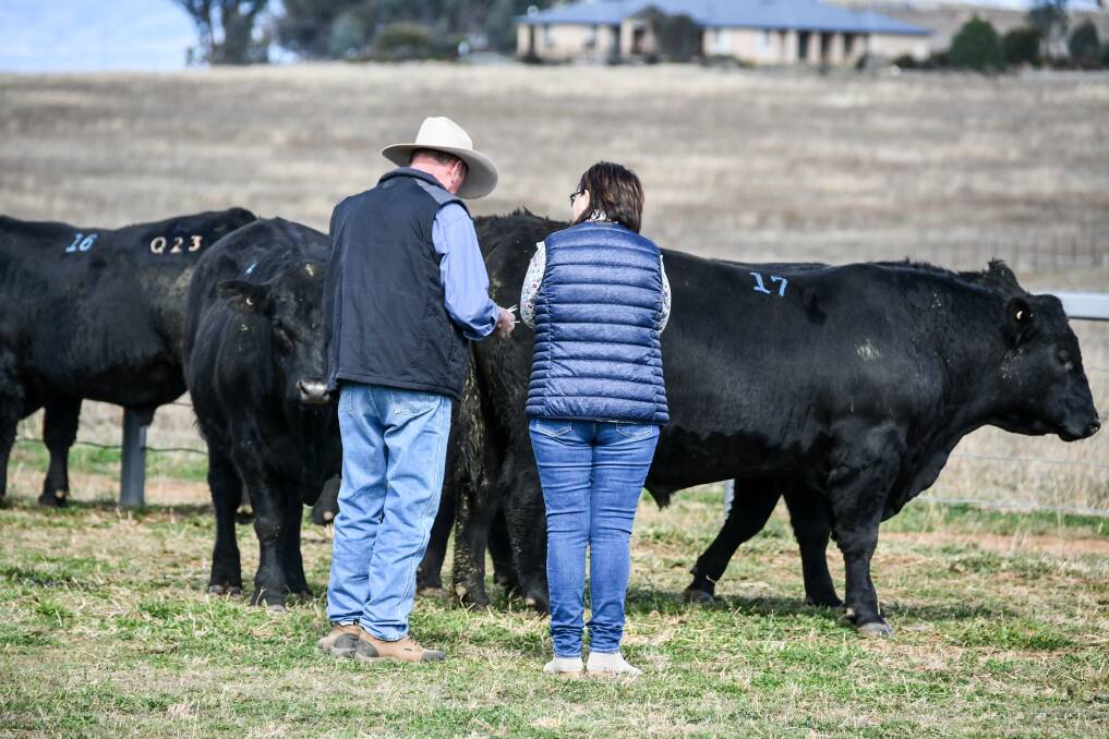 Bulls were bound for homes in local New England and Hunter Valley districts. 