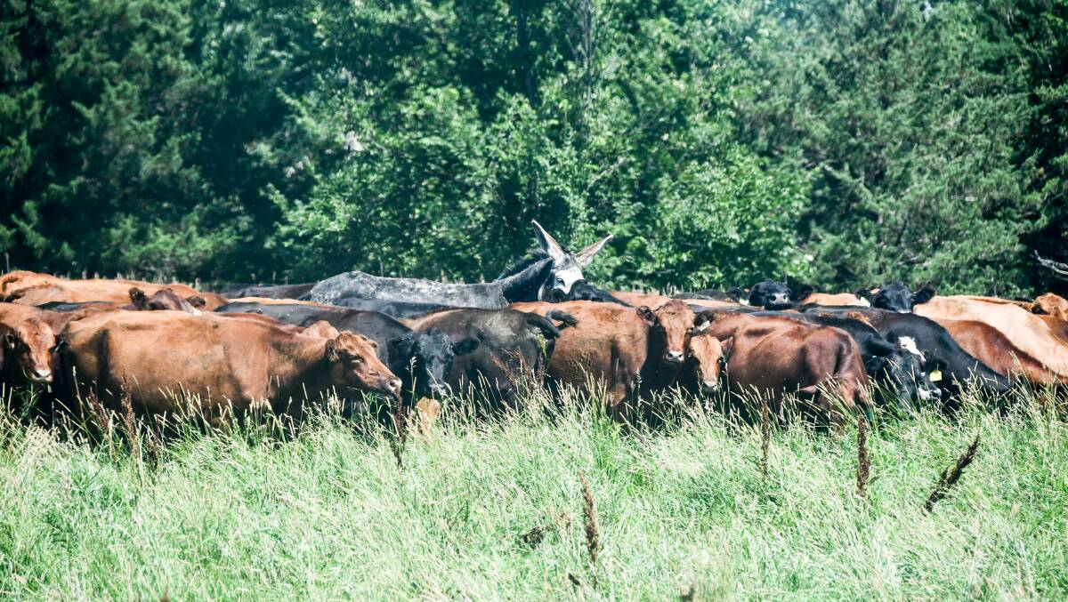 The family run a Red Angus cross herd of about 150 cow and calf pairs with another 750 head in a custom feeding setup. They are protected with a donkey. 