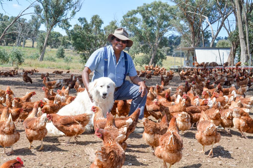 Hilltops Free Range's Anthony Jude de Silva, with Maremma dog, Jack, who is one of 13 Maremmas that guard the chickens from predators. 