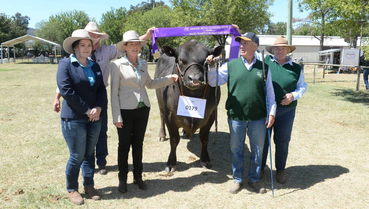 The grand champion Murray Grey bull was awarded to Ayr Park Major M55 owned by Ian and Narelle Wilcox. Picture: Rachael Webb