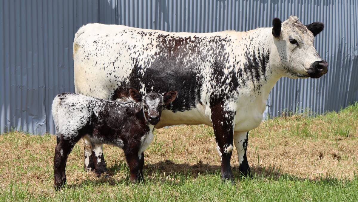 The top price was paid for a cow and calf unit bound for a growing Speckle Park stud in Queensland. Photo: Hillview Speckle Park