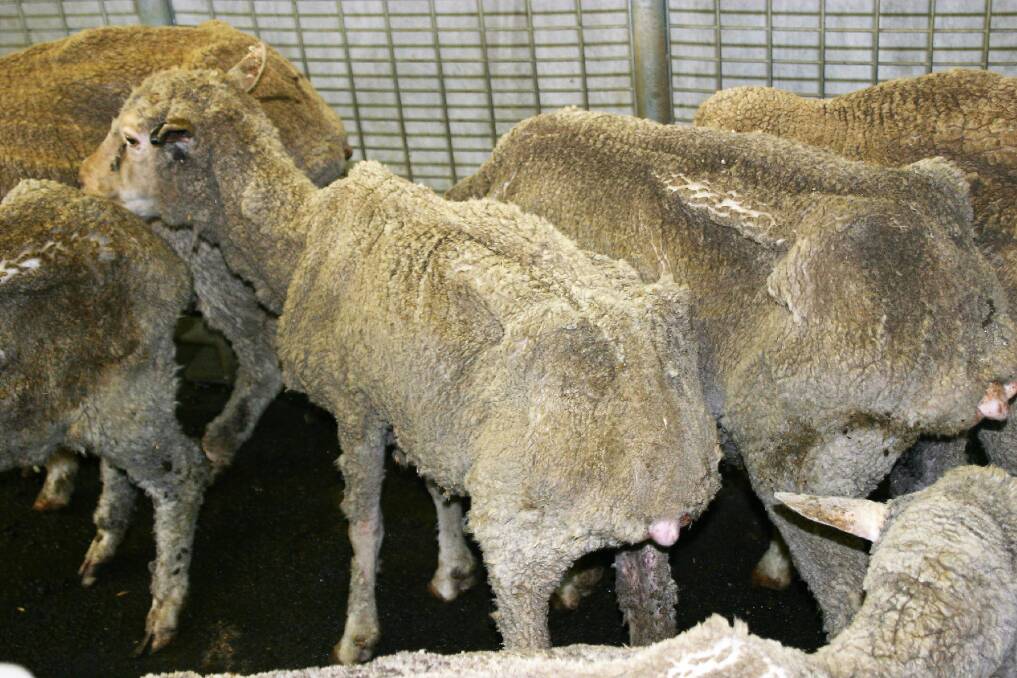 Ill-thrift in sheep is a typical symptom of Ovine Johnes Disease. Photo: LLS