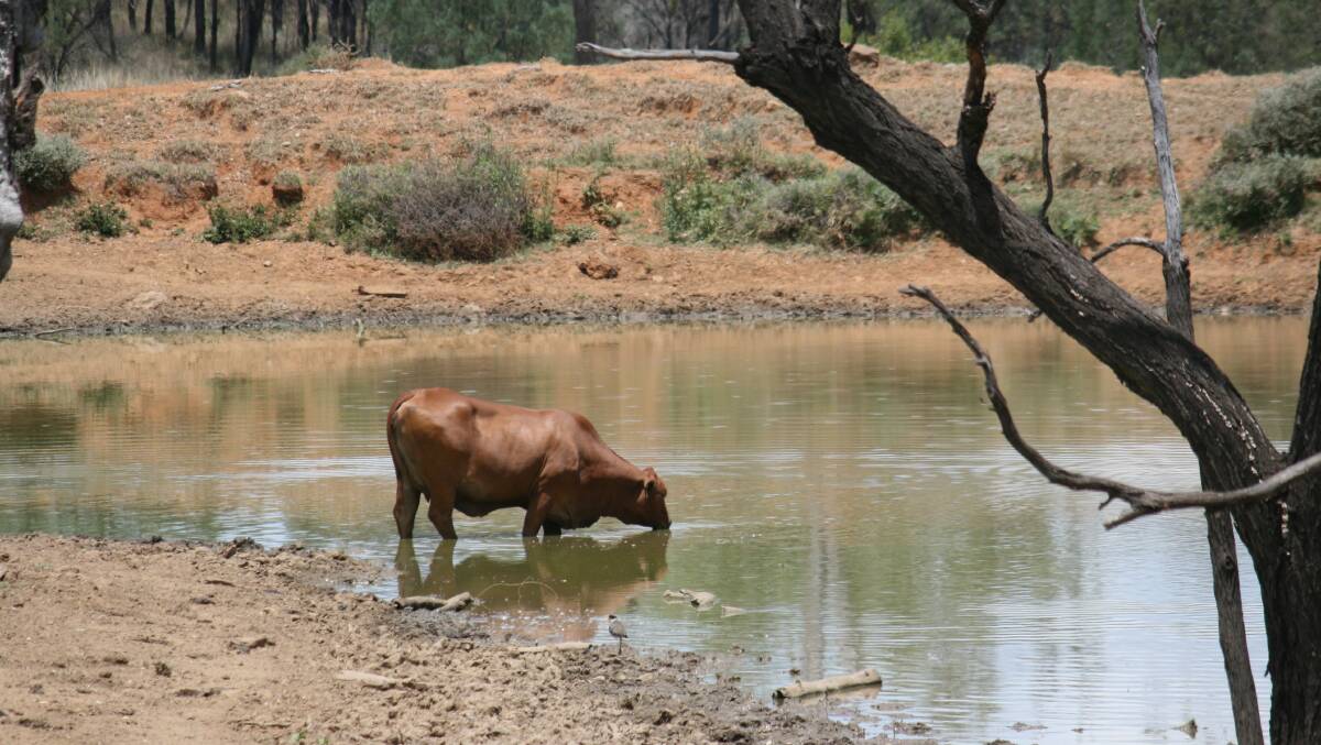 Producers are reminded of the implications high temperatures later this week could have on livestock. Picture: Jenny Underwood