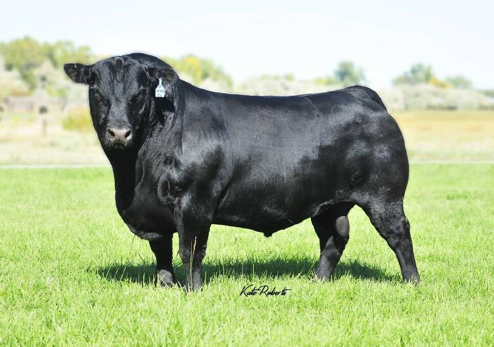 LD Capitalist 316 was the most widely used sire with Angus Australia having 1948 progeny registered in the last two years alone. Photo: Kate Roberts 