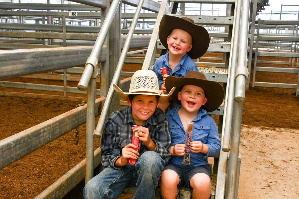 Beau Rossiter, 11, (front left) with Buck, 5, and Maverick, 3, Warden, Loomberah, were on hand at the Tamworth store sale on Friday where Beau's parents, Emma and Ben Rossiter, purchased Speckle Park heifers. 
