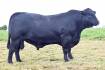 North Queensland bull takes Sire Shootout title