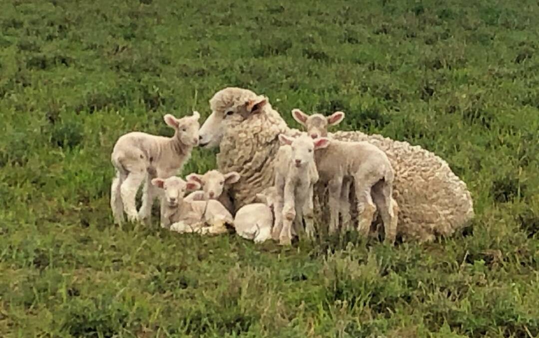 The ewe first photographed with six lambs. 