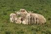 Ewe sure she had six lambs?