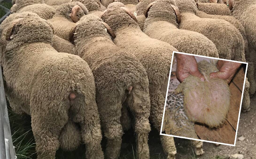 The inset photo shows a ram with ovine brucellosis, note the enlarged epididymes below each testicle.