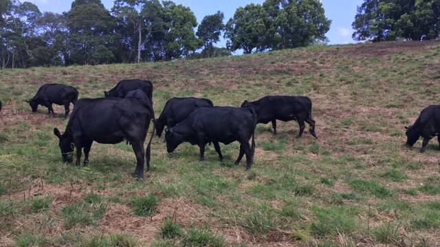 Pomona-based veterinarian Susan Curtain made a sudden decision to purchase them in about August after previously seeing the breed whilst in South Africa. They are pictured on her property. 