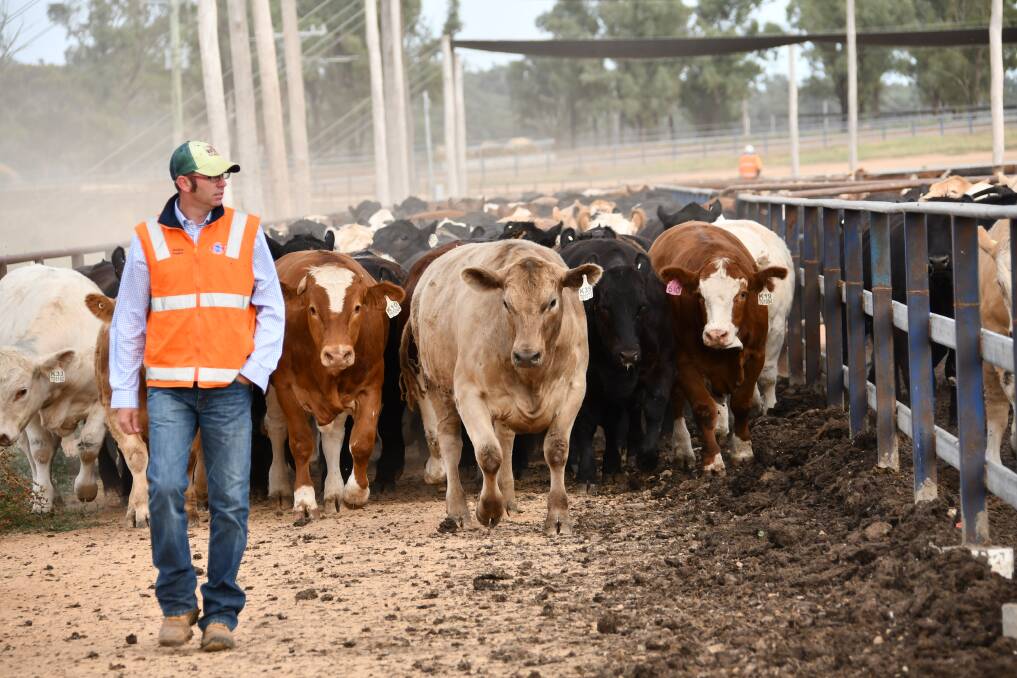 The phone of Beef Spectacular coordinator Brett Tindal has been running hot with entrants looking to gain useful feedback on their herd's performance. Photo: Brett Tindal