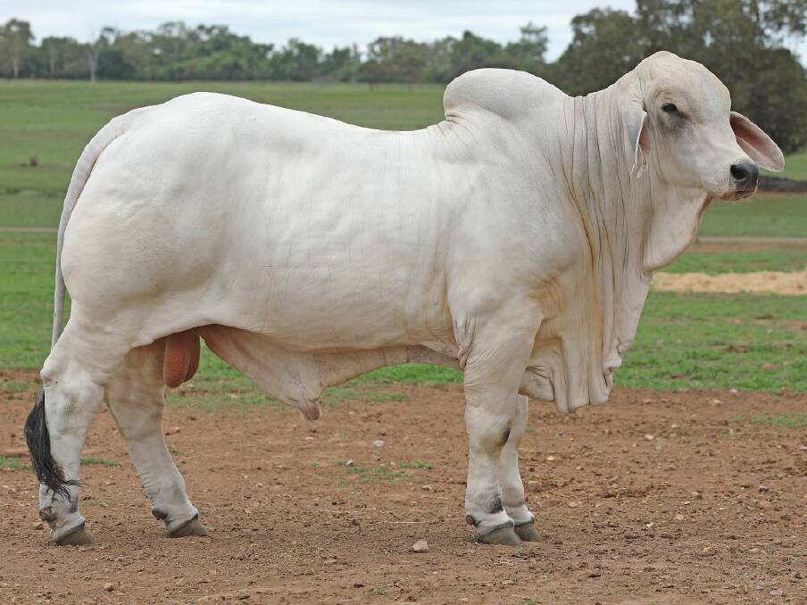 Gracemere Play Boy 14 reached a sale high of $130,000. Photo: ABBA