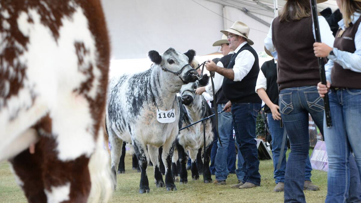 The Speckle Park breed has withdrawn as the feature show at the Sydney Royal. Photo: Rachael Webb