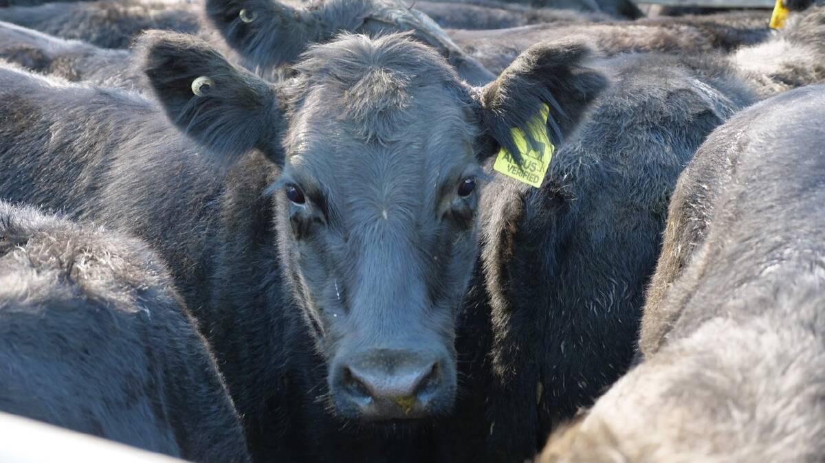 First Angus Verified steers go under the hammer