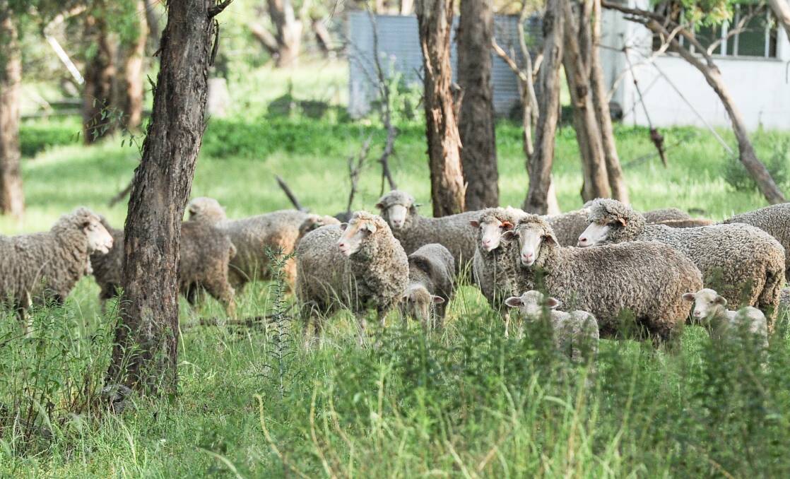 A mob of Merinos joined as ewe lambs with success. 