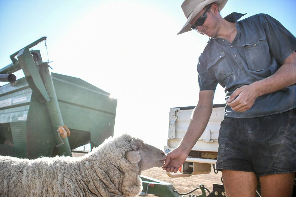 Alastair Marshall with a poddy ewe. 