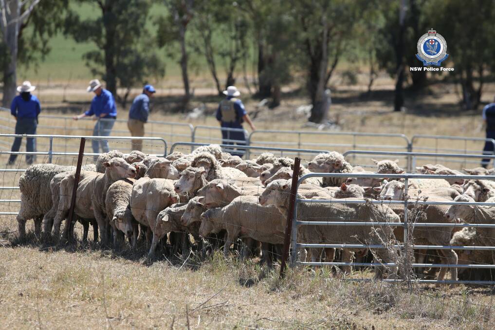NSW police say they don't have any further information about the sheep and investigations are contuinuing. 