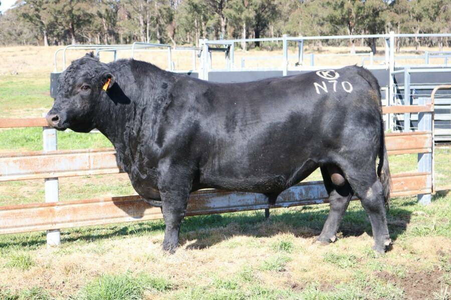 Murray Kodak N70 sold for $25,500 at the Kilburnie Angus final bull and heifer sale. Photo: AuctionsPlus