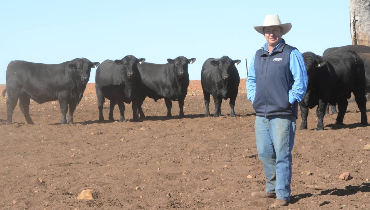 Sinclair Munro, Booroomooka Angus stud, Bingara, will offer about 240 bulls for sale in August and despite the season doesn't plan to reduce the catalogue. Photo: Rachael Webb