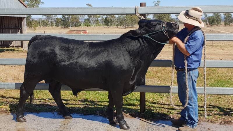 Bazza the Drakensberger bull with Les Lee, Leegra Fitting, Murgon. 