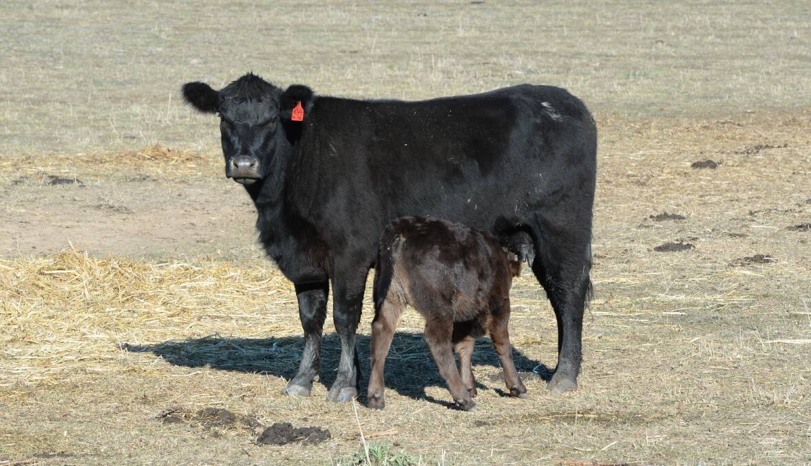 Older cows are lacking nutrients and suffering slower calvings. File photo. 