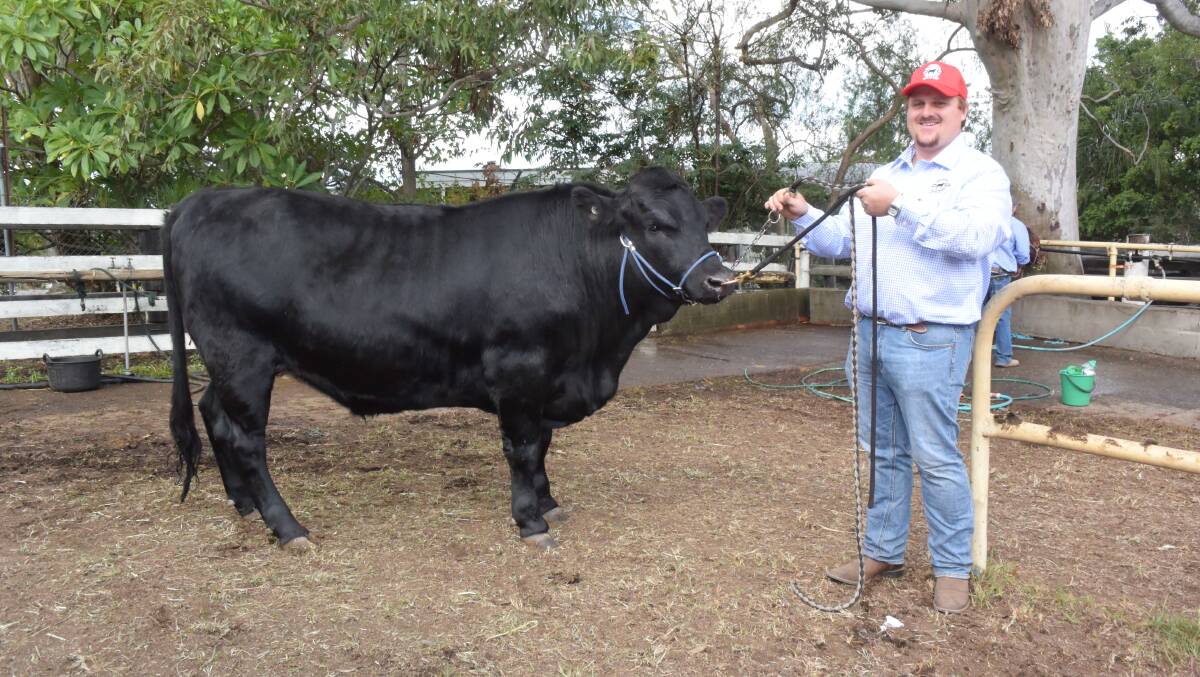 Chatham High agriculture teacher Yan Kleynhans with their Drakensberger steer at last year's Wingham Beef Week competition. The steer was donated by Hans Willemse, Bingara. Photo: Jamie Brown. 