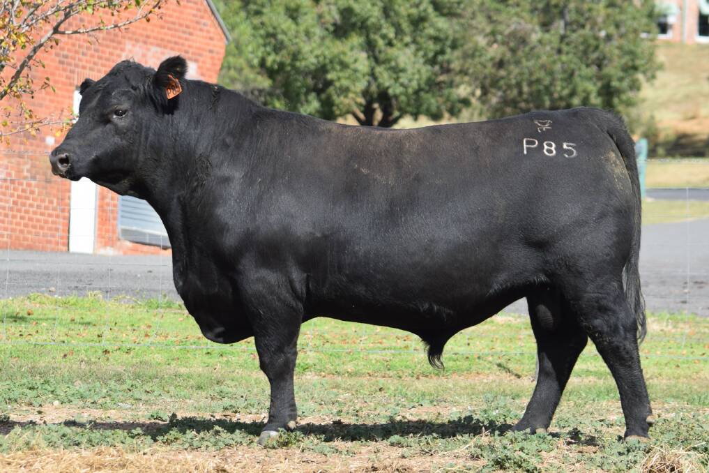 It was Farrer P85 who topped the sale to an undisclosed buyer. Photo supplied by Farrer High School